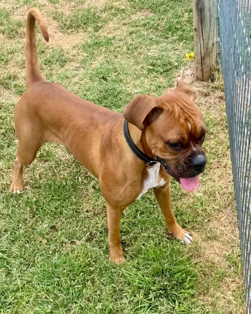 A young medium-sized female Mixed Breed dog named Chilli for adoption in Monticello, NY