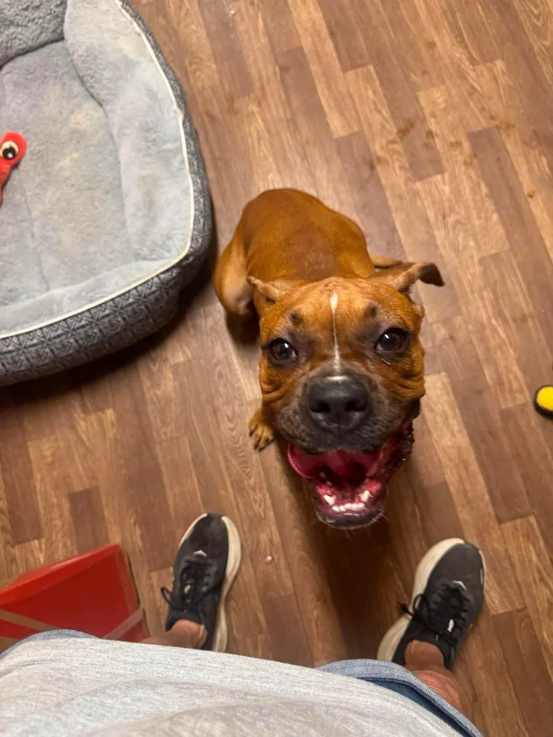 Chilli thumbnail 3