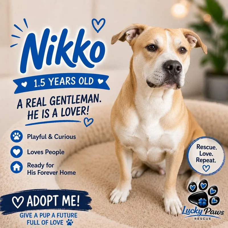 Nikko thumbnail 4