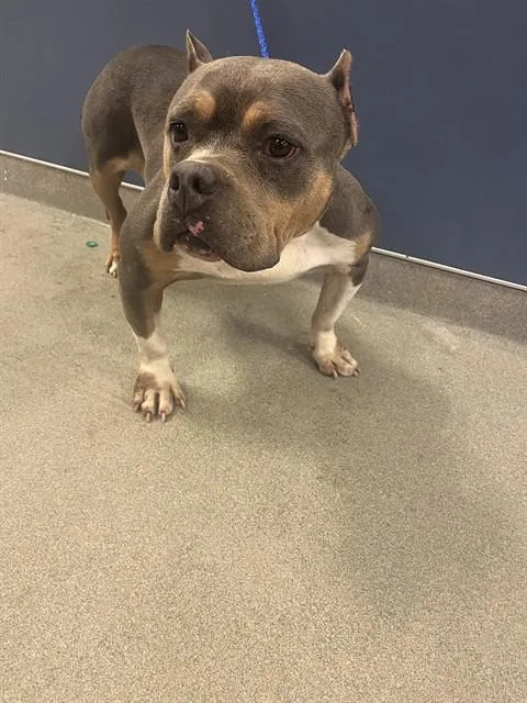 An adult medium-sized female American Bulldog dog named Chloe for adoption in Miami, FL