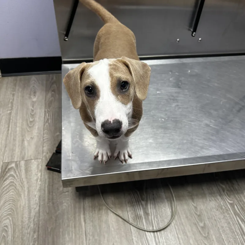 A young small-sized female Yellow / Tan / Blond / Fawn Dachshund dog named June LA for adoption in Baltimore, MD