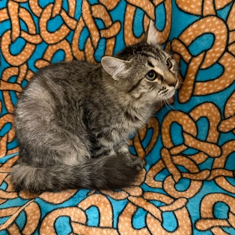 A baby medium-sized male Domestic Medium Hair cat named Finn for adoption in Newberg, OR