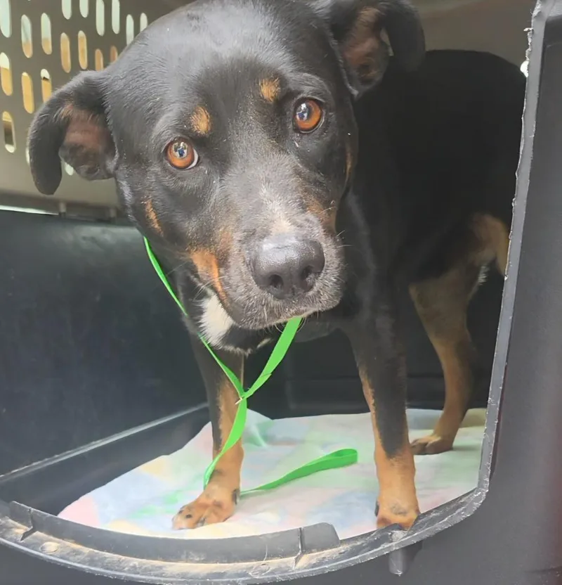 An adult medium-sized female Shepherd dog named Brooke for adoption in Sherwood, AR