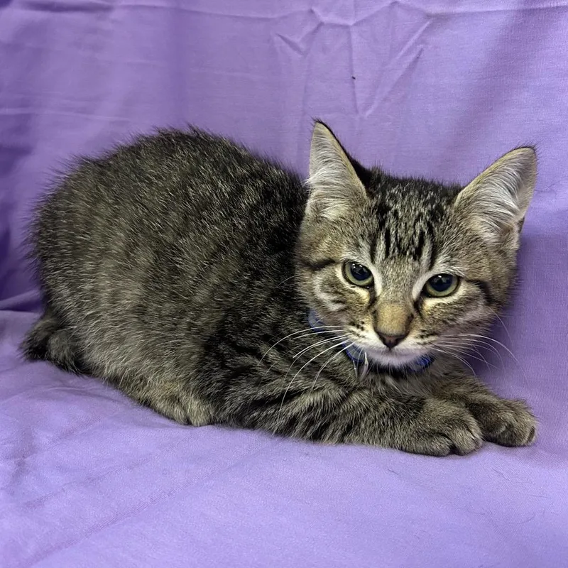 A baby small-sized male Brown / Chocolate Domestic Medium Hair cat named Finch for adoption in Coos Bay, OR