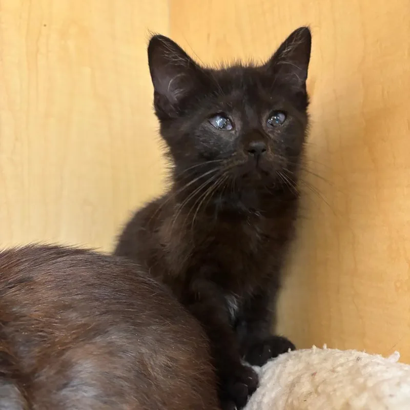 A baby small-sized female Black Domestic Short Hair cat named Chicken for adoption in Washington Township, OH