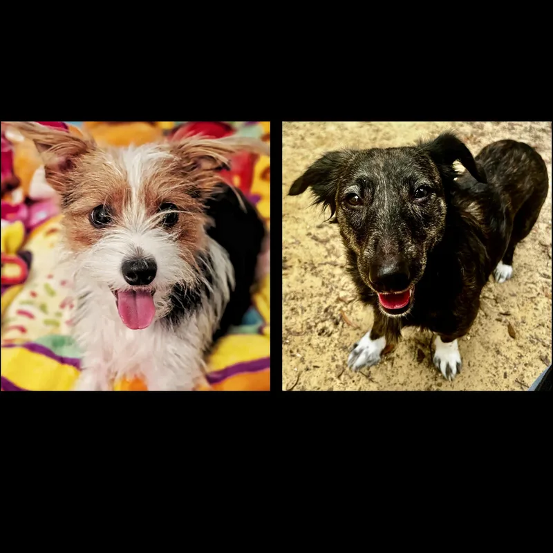 Sadie & Patches thumbnail 2