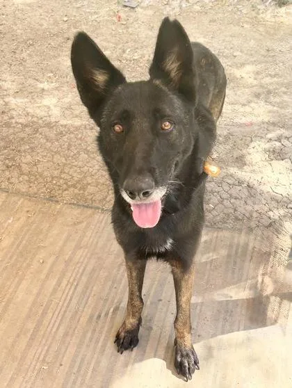An adult medium-sized female Black Mixed Breed dog named Kayla for adoption in Georgetown, TX