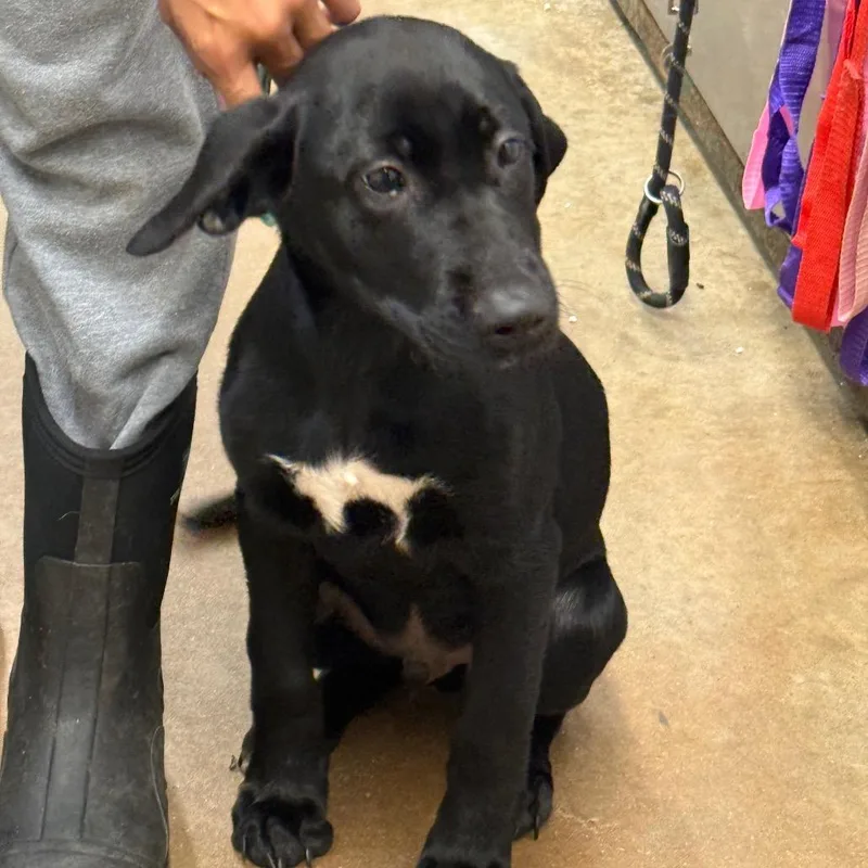 A baby small-sized male Black Labrador Retriever dog named Bud for adoption in Lake Jackson, TX