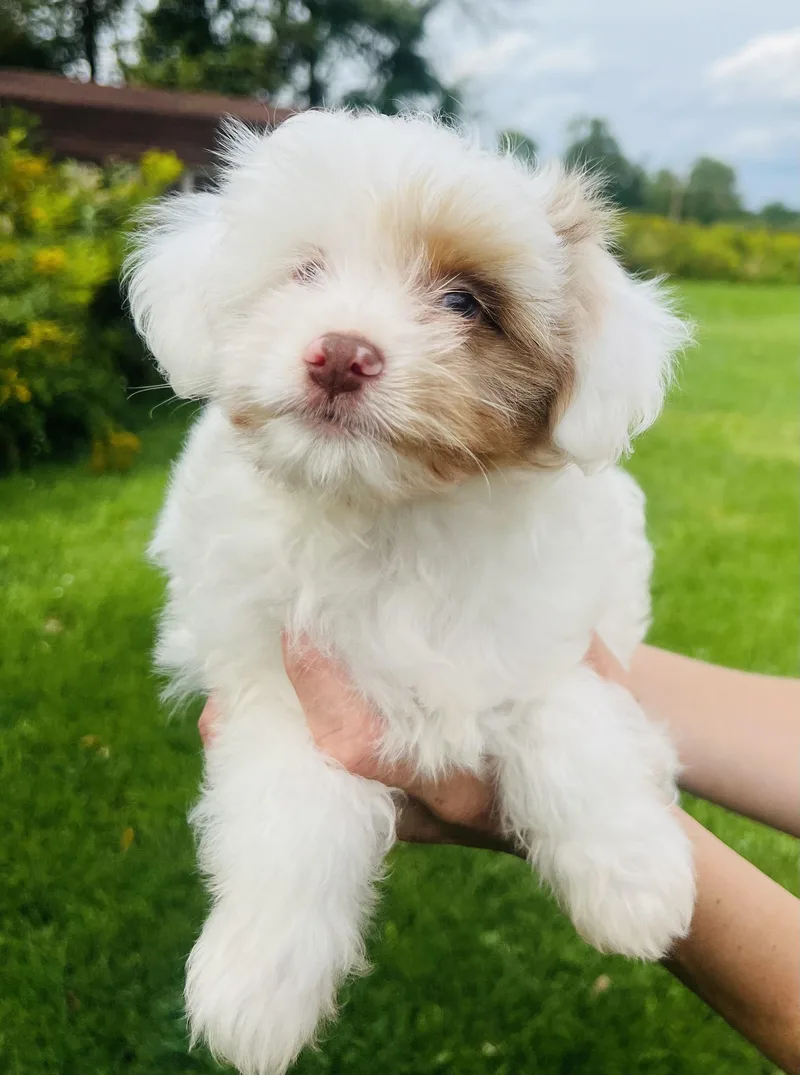 A baby small-sized male Aussiedoodle dog named Odin for adoption in Belmont, NY