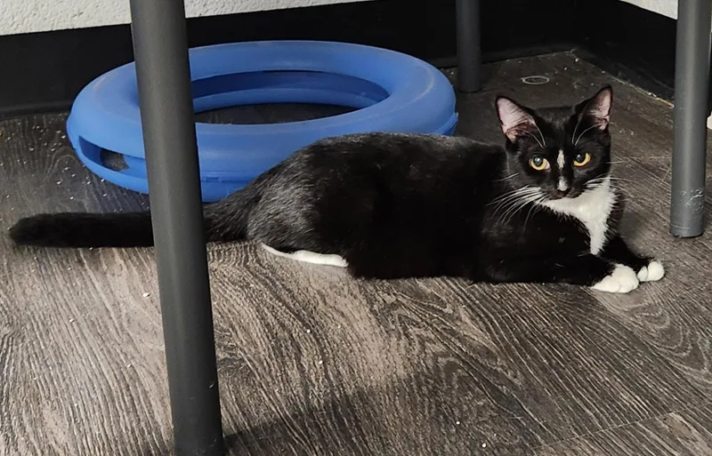 A young medium-sized female Domestic Short Hair cat named Taya for adoption in Herndon, VA