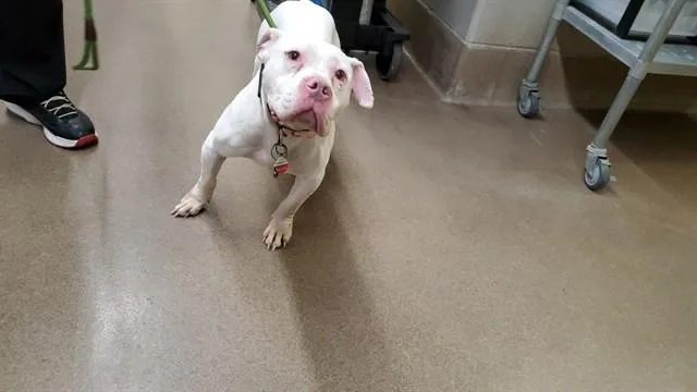 An adult medium-sized female Pit Bull Terrier dog named Lily for adoption in Aurora, IL