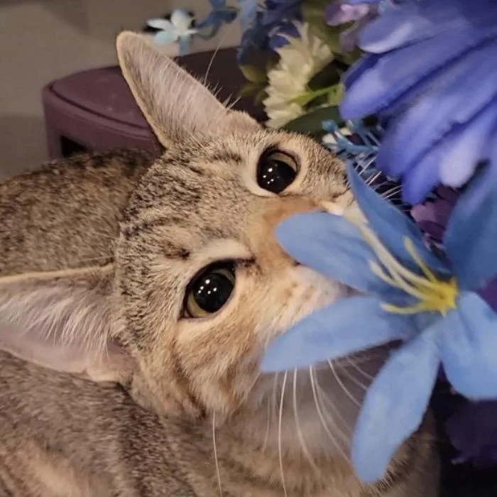 A young small-sized female Domestic Short Hair cat named Alice for adoption in Woodstock, GA