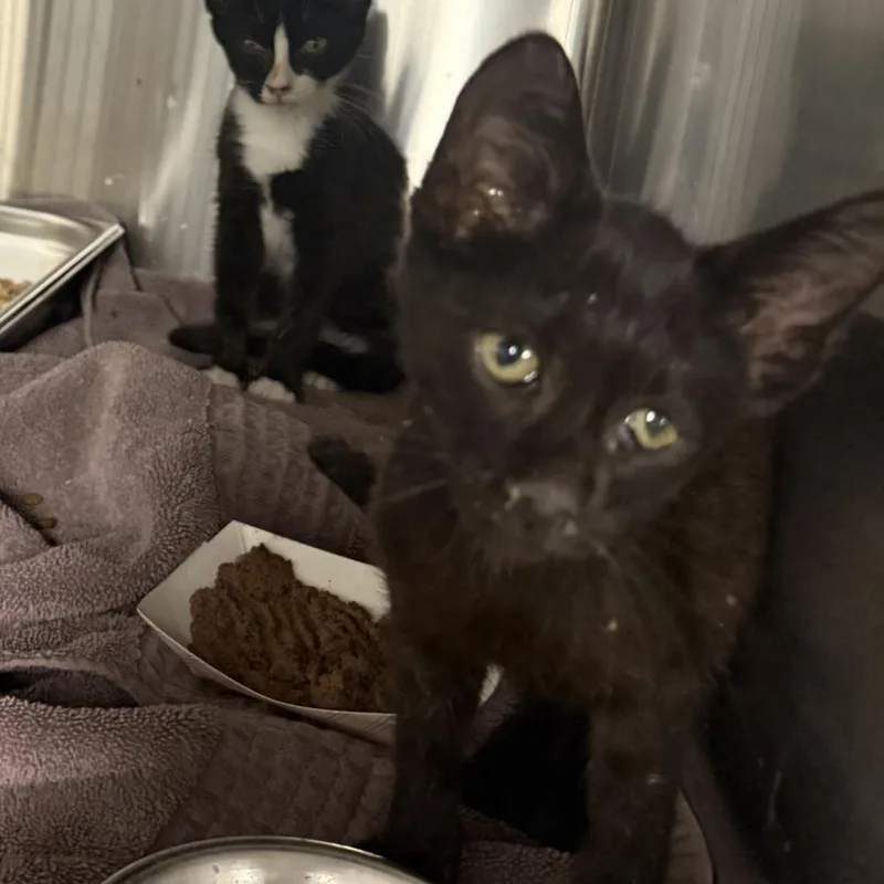 A baby small-sized male Domestic Short Hair cat named Finley for adoption in Hagerstown, MD