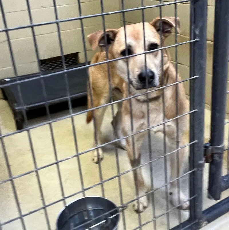 Simba Rafiki thumbnail 2