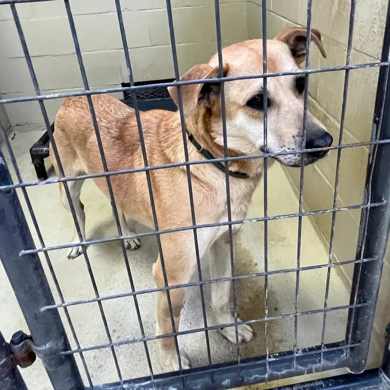 Simba Rafiki thumbnail 3