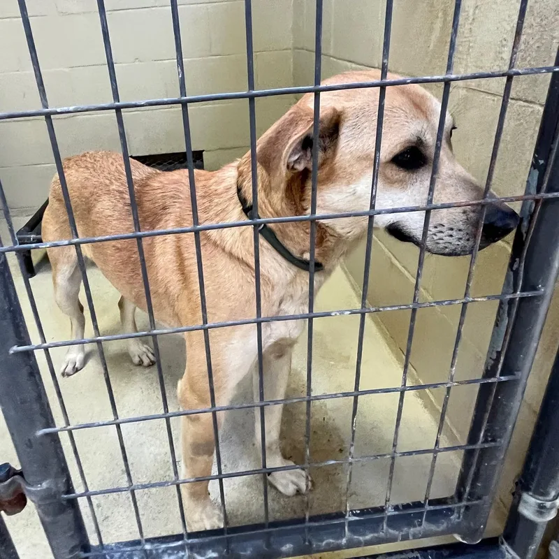 Simba Rafiki thumbnail 4