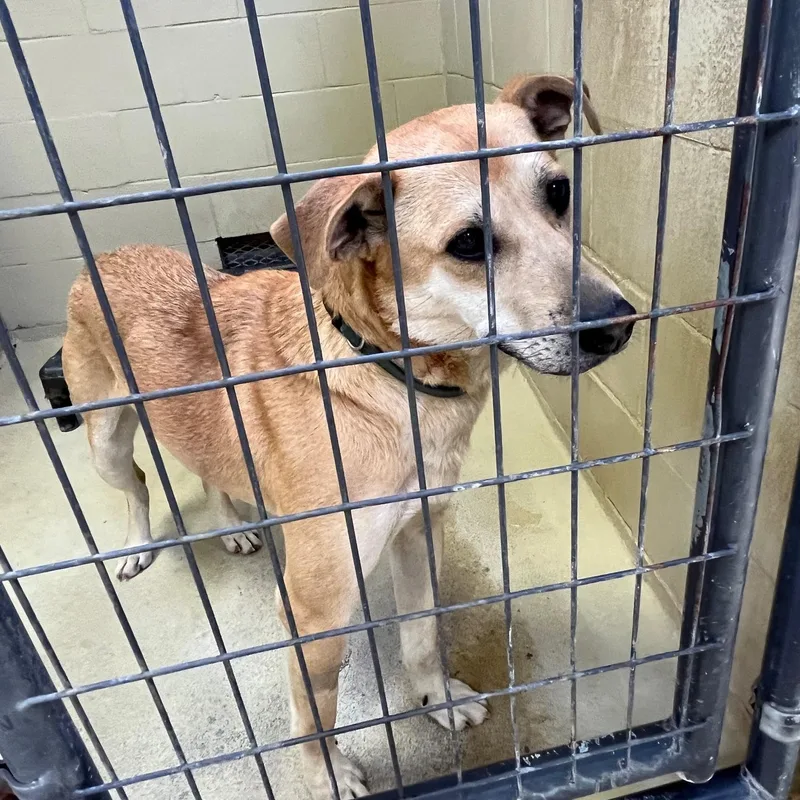 Simba Rafiki thumbnail 5