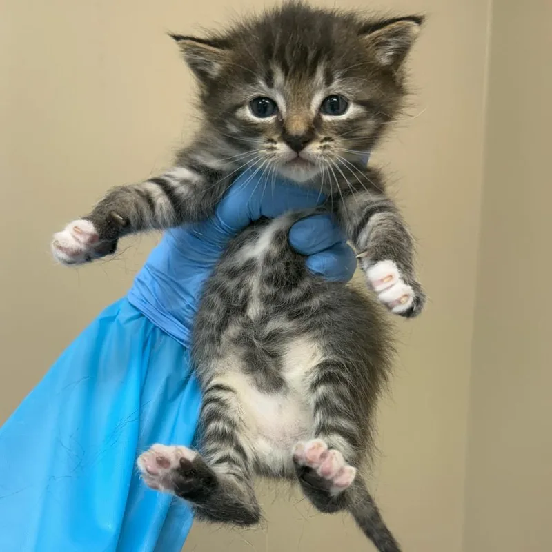 A baby small-sized female Brown / Chocolate Domestic Short Hair cat named Lex for adoption in Birmingham, AL