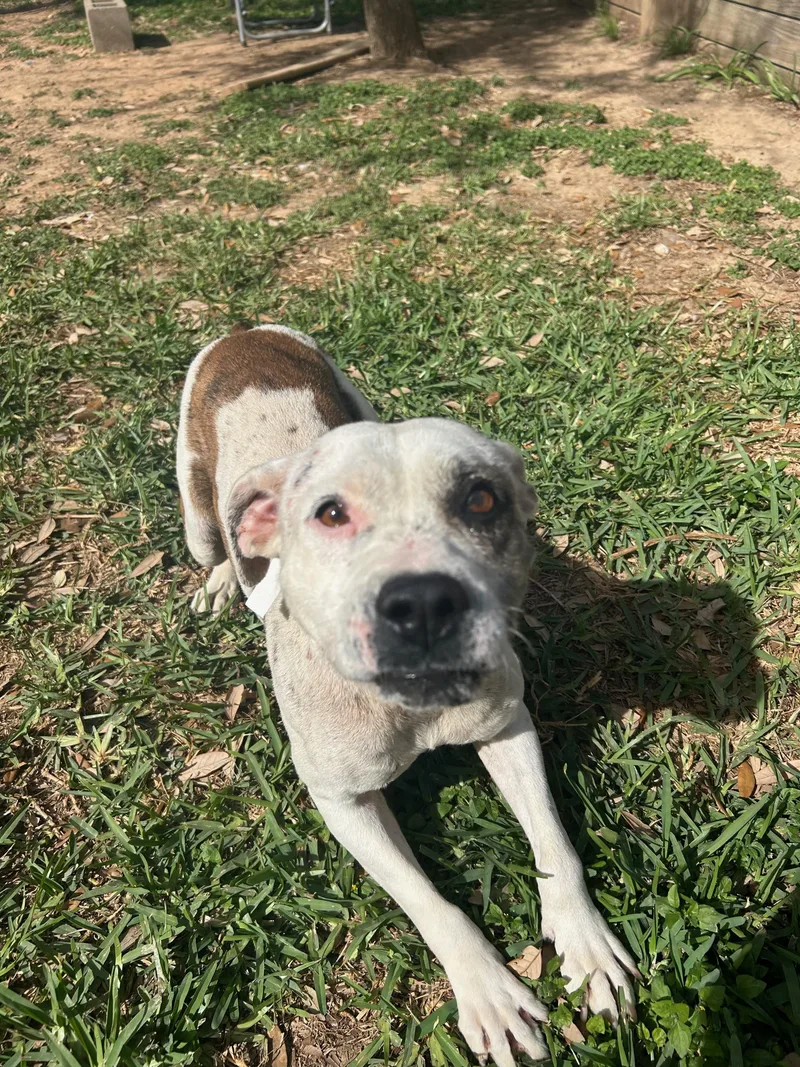 Mr. Marshmallow thumbnail 2