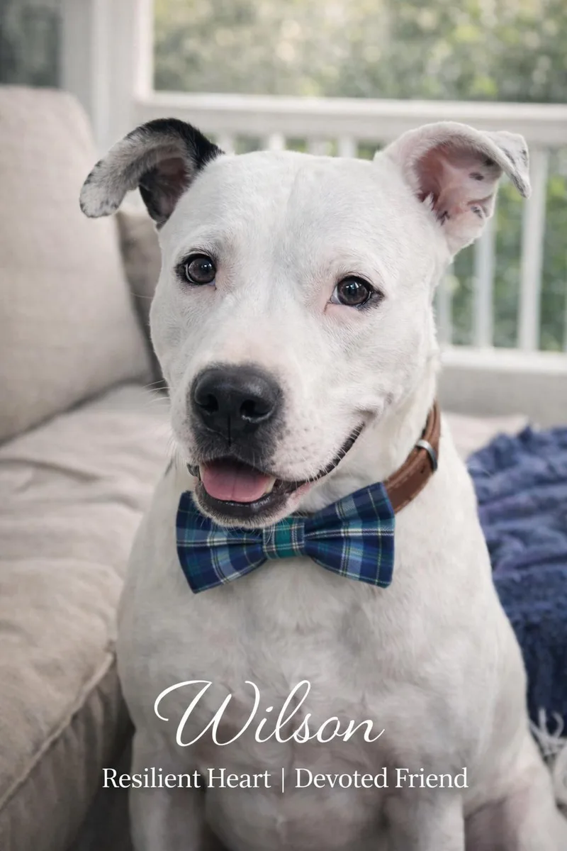 A young medium-sized male White / Cream American Staffordshire Terrier dog named Mr. Marshmallow for adoption in Farmington, MO