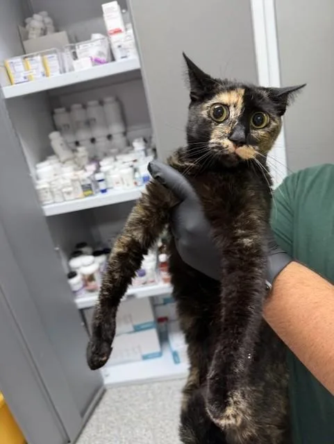 A young large-sized female Domestic Short Hair cat named Blackie for adoption in Pasadena, TX
