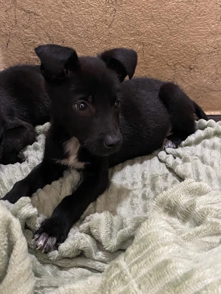 A baby small-sized male Mixed Breed dog named Dax for adoption in Cartersville , GA