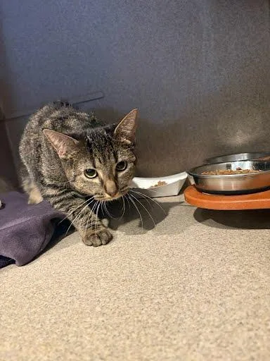 An adult medium-sized female Domestic Short Hair cat named Little Balboa for adoption in Washington, DC