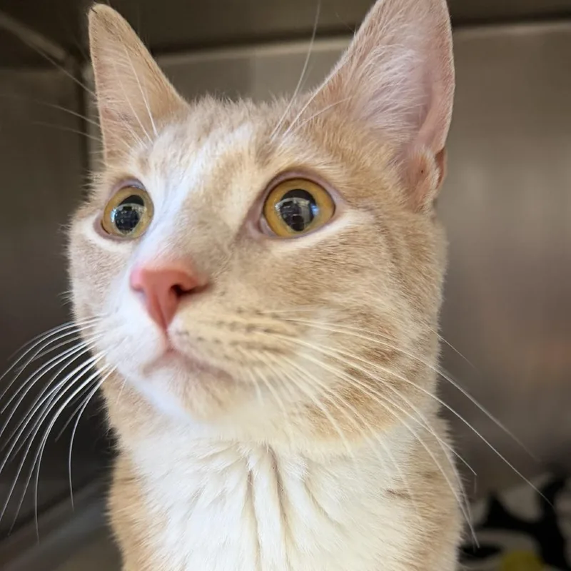 An adult medium-sized male Buff / Tan / Fawn Domestic Short Hair cat named Oliver for adoption in Gloucester, VA
