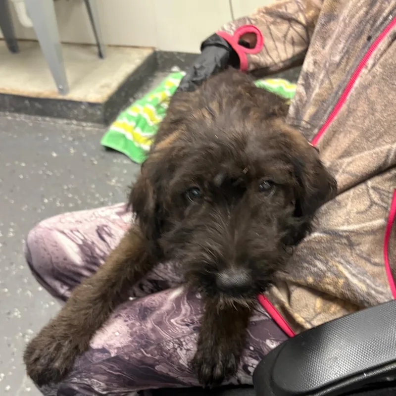 A baby medium-sized female Black Mixed Breed dog named Fifi for adoption in Columbiana, AL