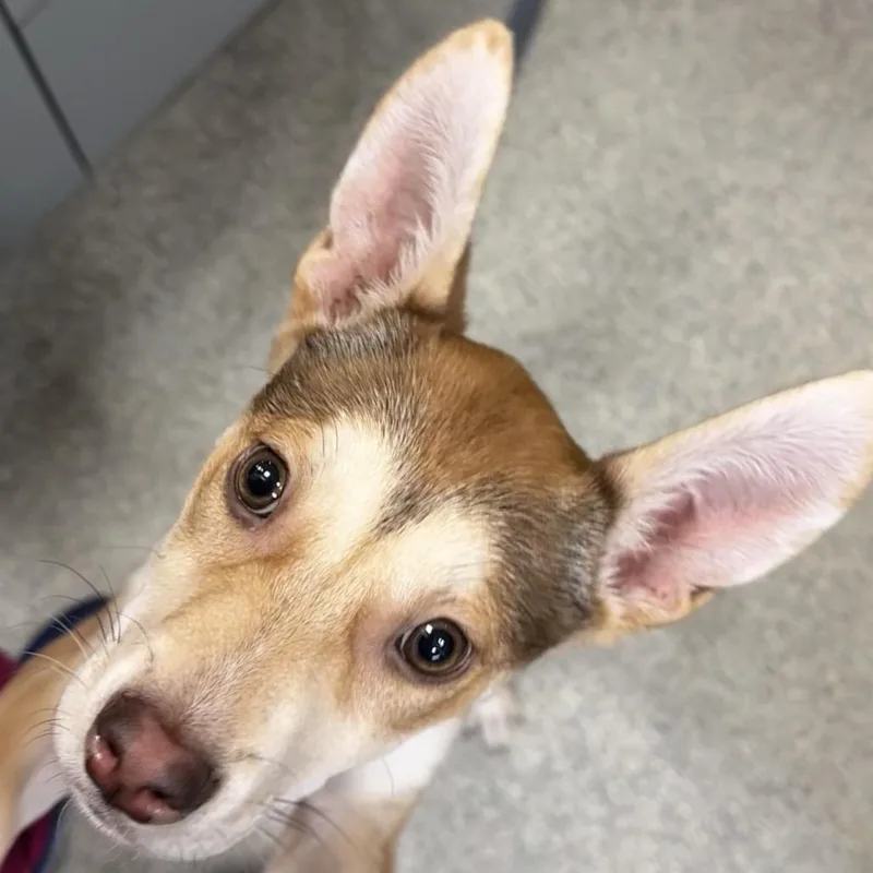 A baby small-sized female Yellow / Tan / Blond / Fawn Mixed Breed dog named Princess for adoption in Jacksonville, FL