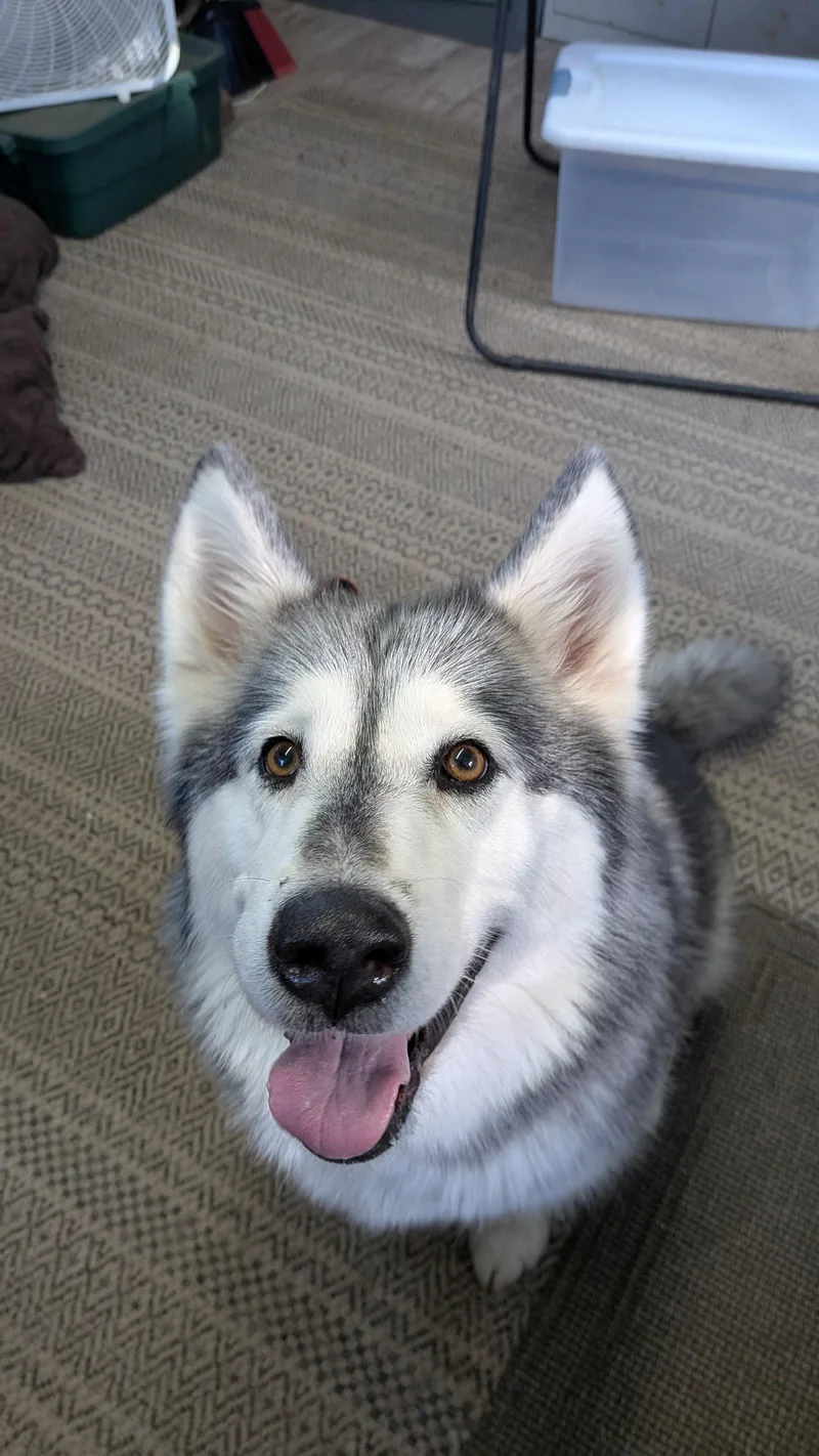 An adult large-sized female Alaskan Malamute dog named Sadie for adoption in Seattle, WA