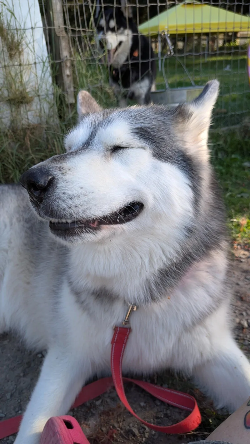 Sadie thumbnail 3