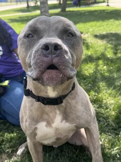 An adult large-sized male Mixed Breed dog named Bernardo for adoption in West Chester, PA