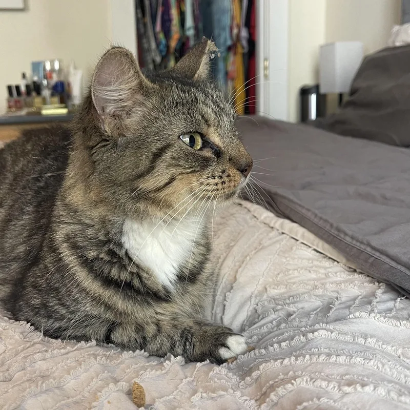 A young medium-sized female Tabby (Brown / Chocolate) Domestic Medium Hair cat named Mrs. Peacock for adoption in Scranton, PA