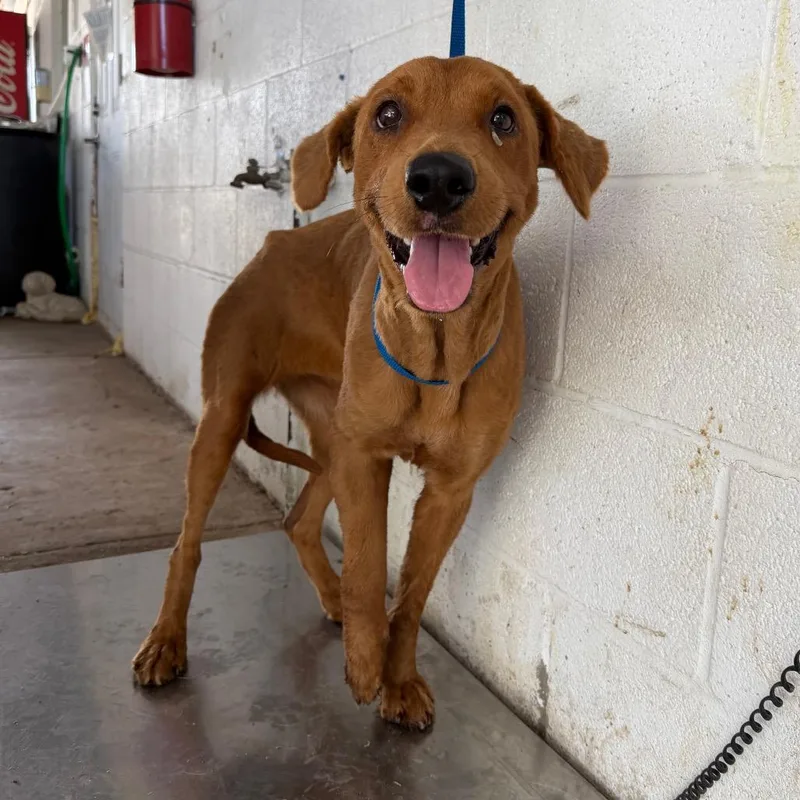 An adult medium-sized female Mixed Breed dog named Maeby for adoption in Edinburg, TX