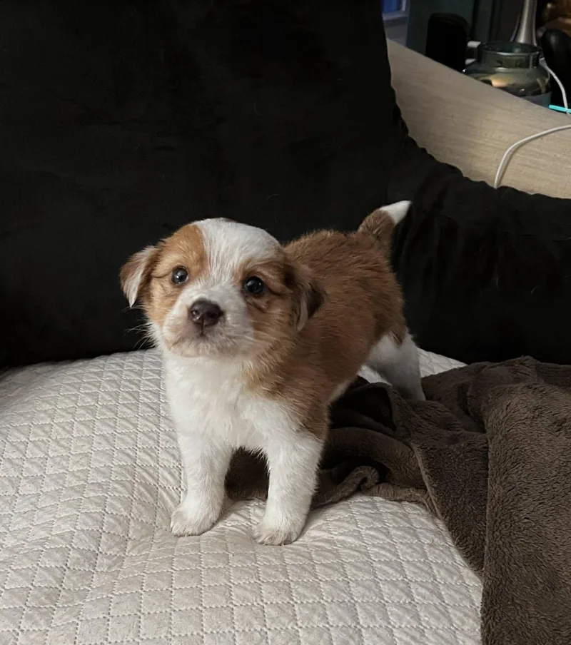 A baby medium-sized female White / Cream Australian Cattle Dog / Blue Heeler dog named Harriet for adoption in Whitestown, IN