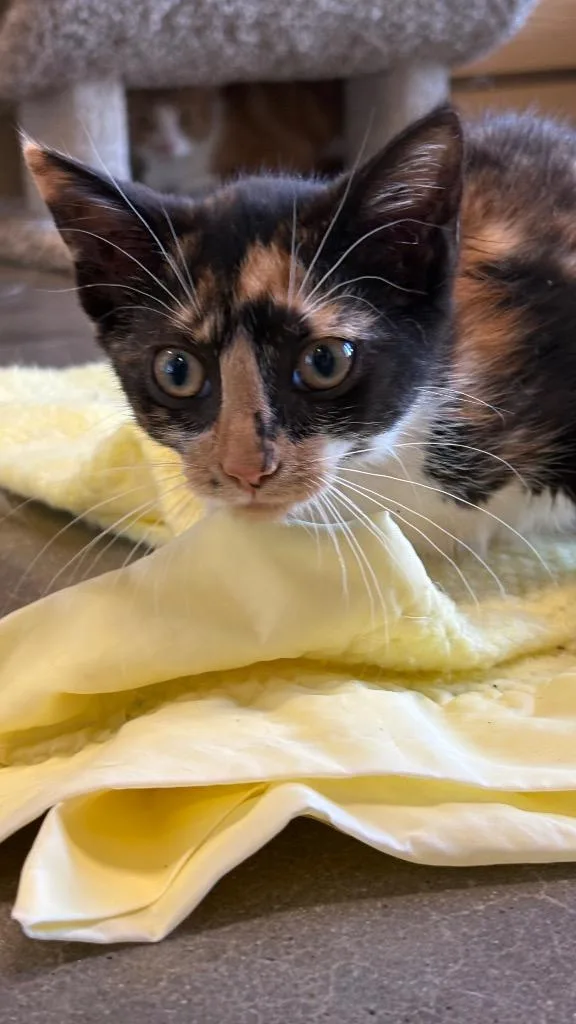 A baby medium-sized female Domestic Short Hair cat named Sally for adoption in Clarksville, TN