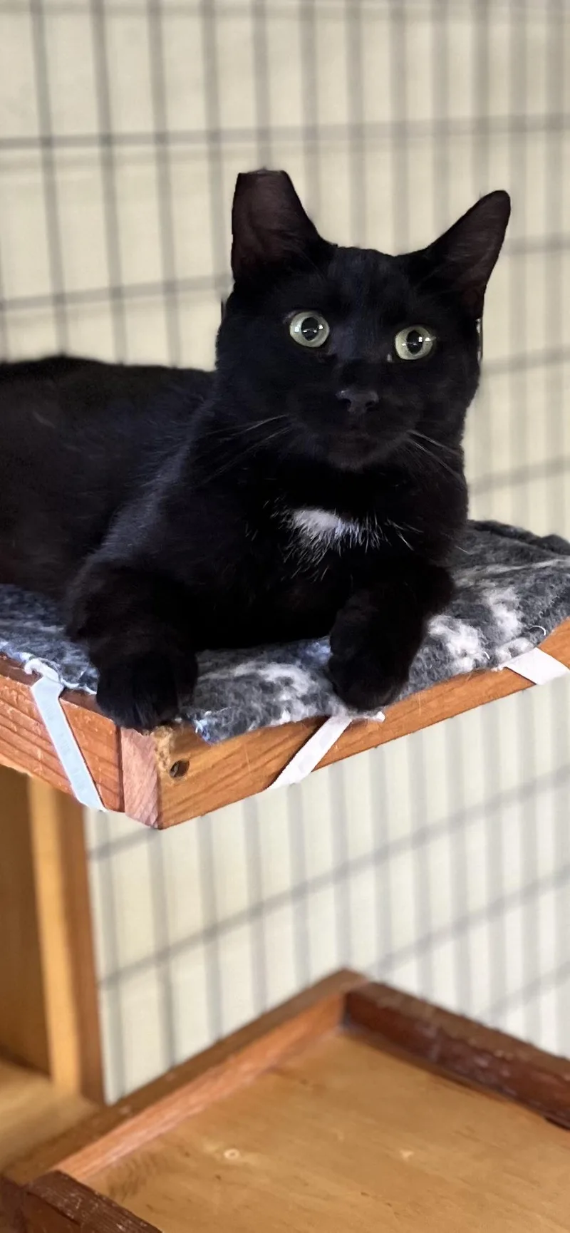Onyx