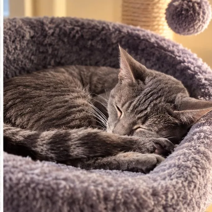 A young small-sized female Domestic Medium Hair cat named Lacie for adoption in Phoenix, AZ