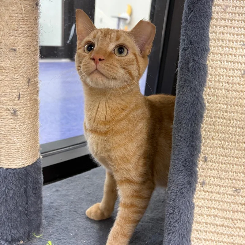 A baby medium-sized male Domestic Short Hair cat named David for adoption in Gainesville, FL