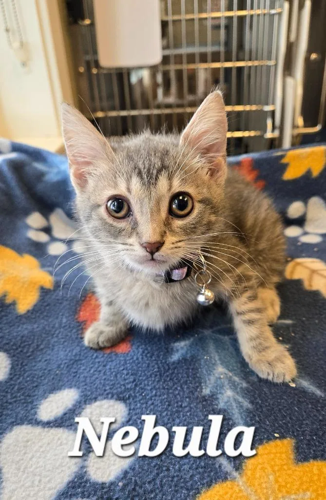 A baby small-sized female Domestic Short Hair cat named Nebula for adoption in Sidney, OH