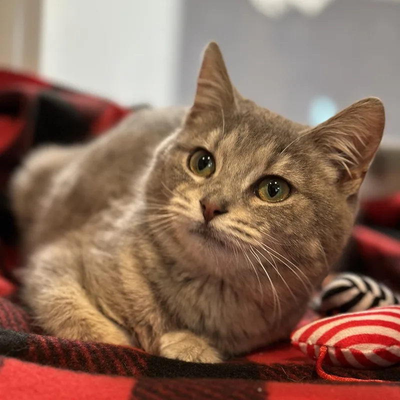 A young small-sized female Gray / Blue / Silver Domestic Short Hair cat named Thistle for adoption in Matteson, IL