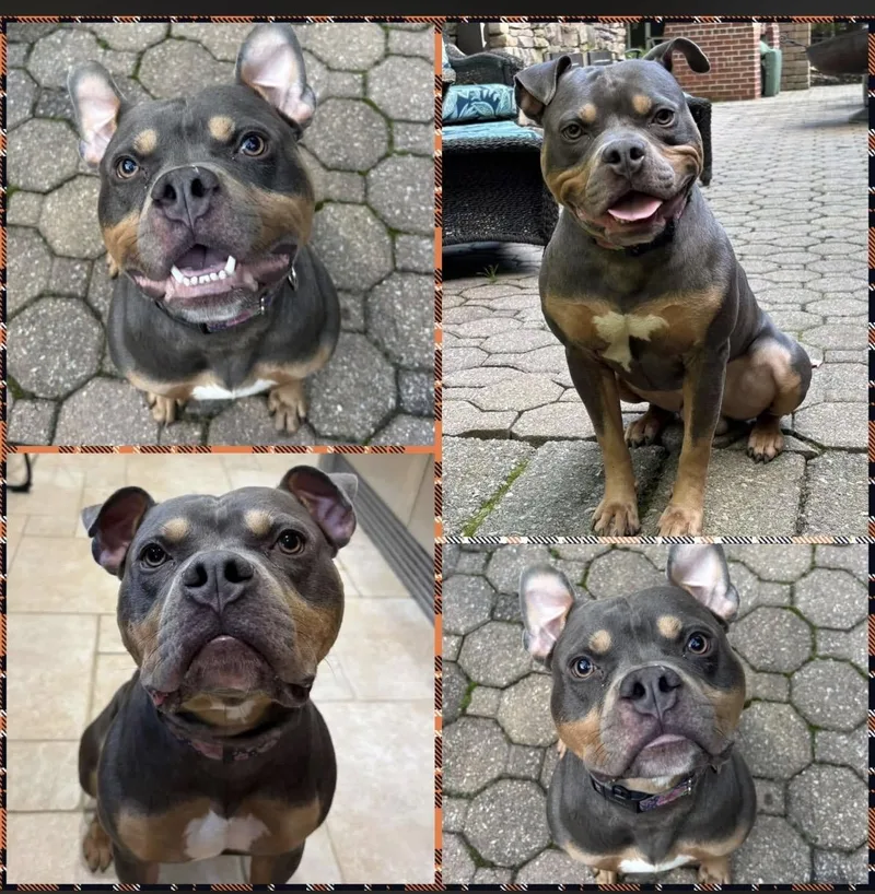 A young medium-sized male Pit Bull Terrier dog named Teddy Swims for adoption in Hamburg, NJ