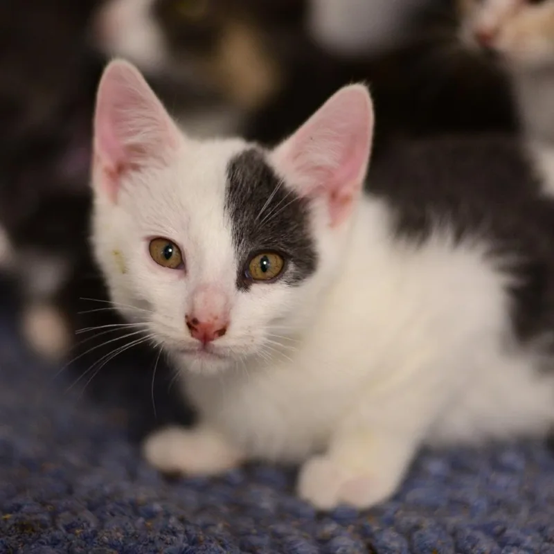 A baby small-sized male Gray / Blue / Silver Domestic Short Hair cat named Lyric for adoption in Idaho Falls, ID