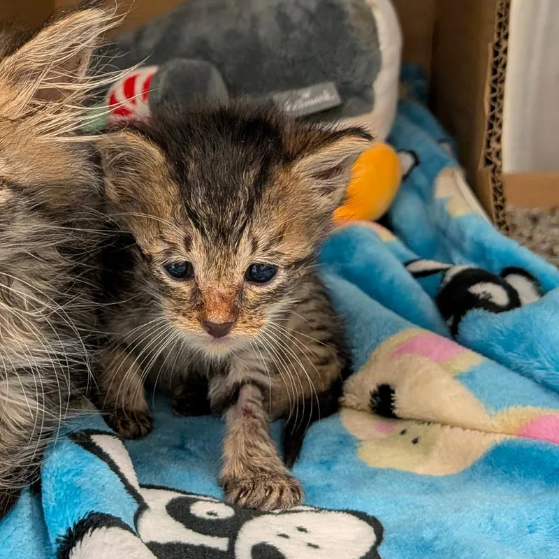 A baby small-sized male Brown / Chocolate Domestic Short Hair cat named Twig for adoption in Houston, TX