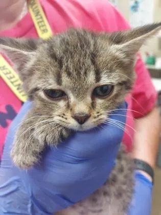 A baby small-sized female Domestic Short Hair cat named Beech for adoption in Fishers, IN