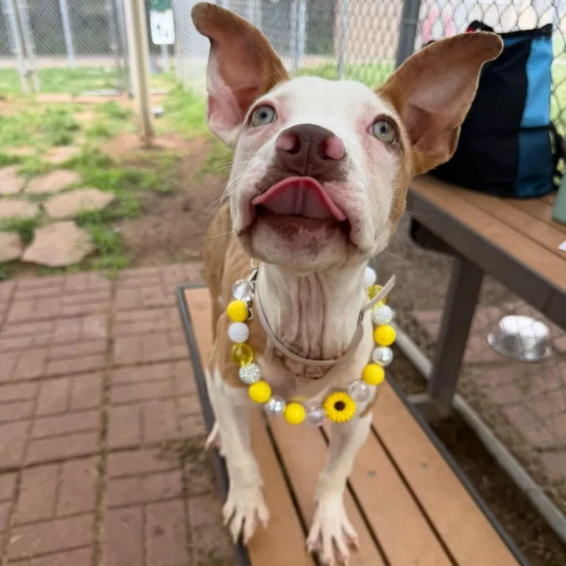 An adult medium-sized female American Staffordshire Terrier dog named Cloe for adoption in Pittsburgh, PA