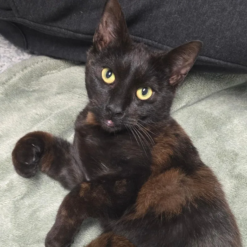 A young medium-sized male Black Domestic Short Hair cat named Choco for adoption in East Hanover, NJ