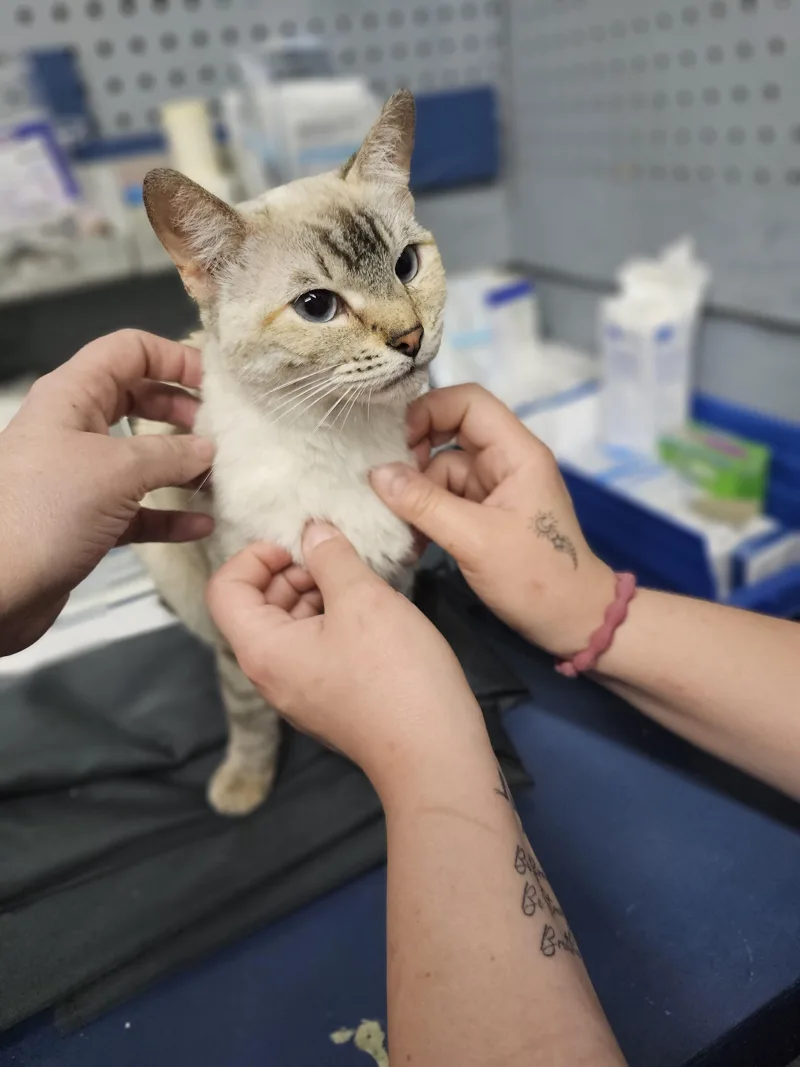 A young medium-sized female Domestic Short Hair cat named Soffie for adoption in Mexico, MO