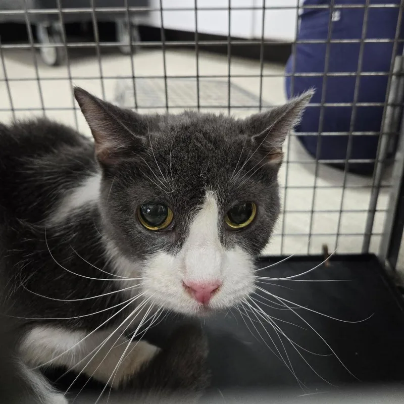 A senior medium-sized female Gray / Blue / Silver Domestic Short Hair cat named Sheyah for adoption in Newark, NJ